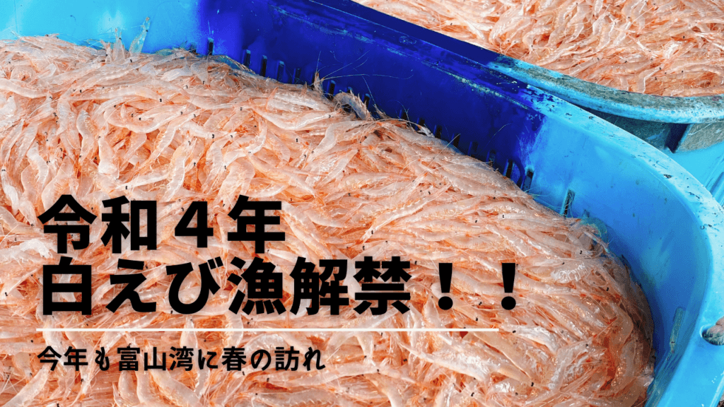 春の訪れ 令和４年白えび漁が解禁 富山湾しろえび倶楽部